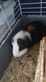 2 mannetjes cavia's., Januari, Mannelijk, Cavia
