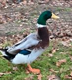 Te koop rouaan eend van 2025, Dieren en Toebehoren, Pluimvee, Mannelijk, Eend