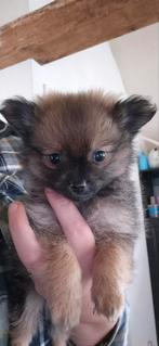 Pomeriaan pups mogen direct mee, Rabiës (hondsdolheid), Overige rassen, 8 tot 15 weken, Meerdere