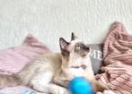 Ragdoll kittens, Dieren en Toebehoren, Katten en Kittens | Raskatten | Korthaar, Poes, Ontwormd, 0 tot 2 jaar