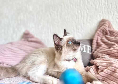 Ragdoll kittens, Dieren en Toebehoren, Katten en Kittens | Raskatten | Korthaar, Poes, 0 tot 2 jaar, Ontwormd