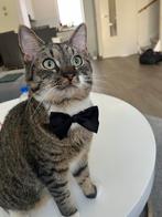 Lieve vriendelijke kater 1 jaar oud, Dieren en Toebehoren, Katten en Kittens | Overige Katten, Kater, Kortharig, 0 tot 2 jaar