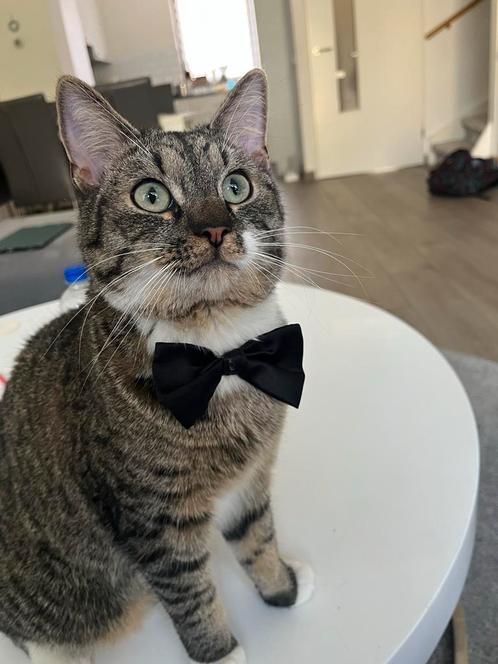 Lieve vriendelijke kater 1 jaar oud, Dieren en Toebehoren, Katten en Kittens | Overige Katten, Kortharig, Kater, 0 tot 2 jaar