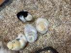 Kuikens beschikbaar uit mijn USA mottled toom, Dieren en Toebehoren, Pluimvee, Geslacht onbekend, Kip