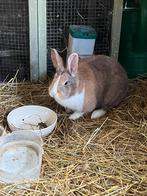 Vrouwtjes konijn, Dieren en Toebehoren, Konijnen, Vrouwelijk, Middelgroot