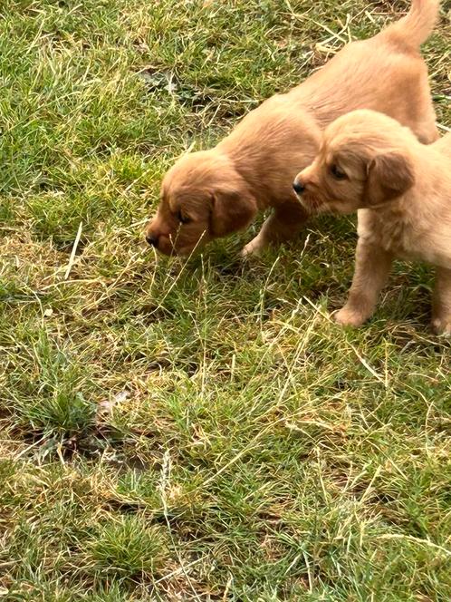 mooi nestje golden retrievers uit de werklijn, Dieren en Toebehoren, Honden | Retrievers, Spaniëls en Waterhonden, Teef, Golden retriever