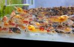 Kweekgroep red calceo golden dragon garnalen 25 stk, Dieren en Toebehoren, Vissen | Aquariumvissen, Kreeft, Krab of Garnaal