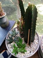 Succulenten compositie, Ophalen, Overige soorten, In pot, Minder dan 100 cm