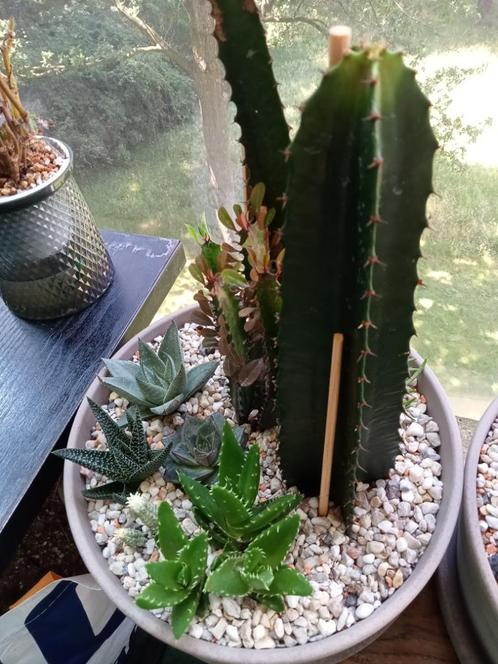 Succulenten compositie, Huis en Inrichting, Kamerplanten, Overige soorten, Minder dan 100 cm, In pot, Ophalen