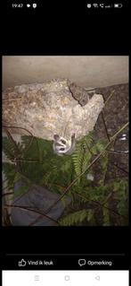 2 suga gliders, Dieren en Toebehoren, Januari, Meerdere dieren