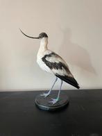 Opgezette Europese Kluut, Ophalen of Verzenden, Zo goed als nieuw, Vogel, Opgezet dier