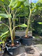 Bleu Java bananenplant, Ophalen, Zomer, Overige soorten, Volle zon