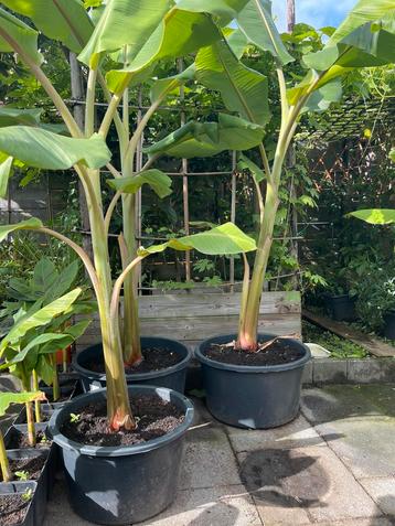 Bleu Java bananenplant beschikbaar voor biedingen
