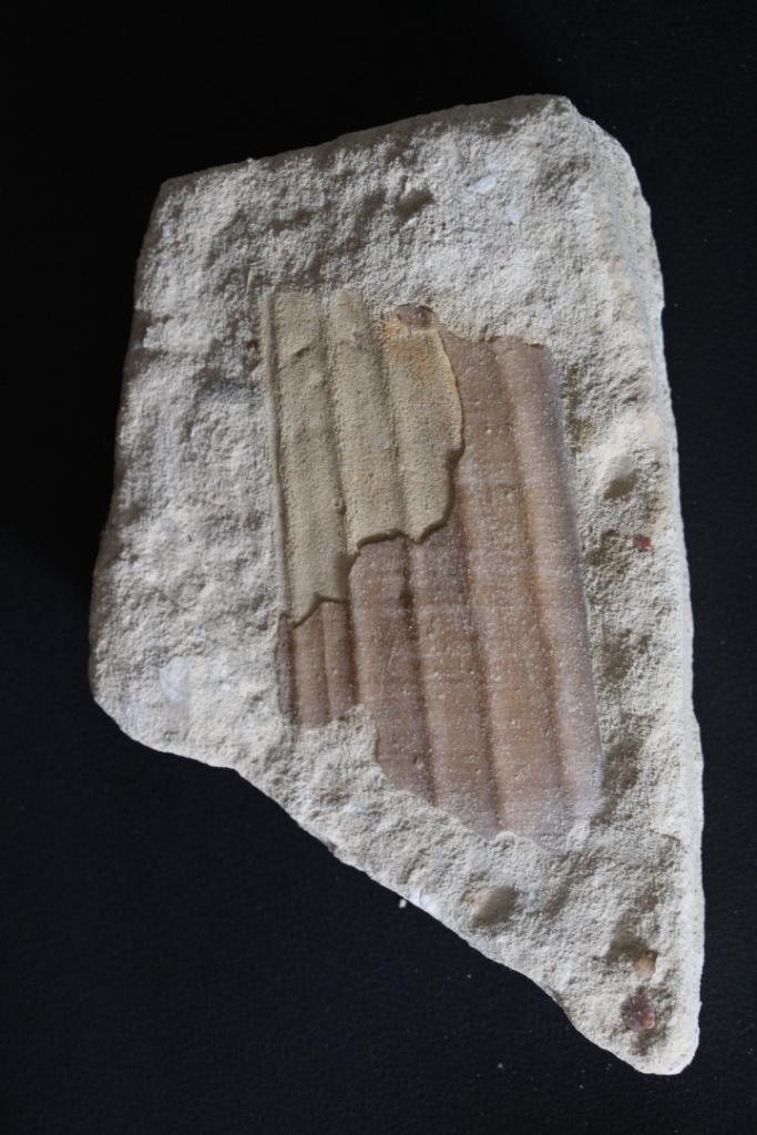 Pinna cretacea Boven-Krijt, Verzamelen, Mineralen en Fossielen, Fossiel, Ophalen of Verzenden