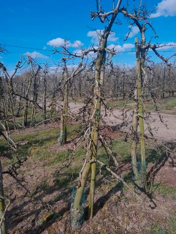 Oude elstar bomen  beschikbaar voor biedingen