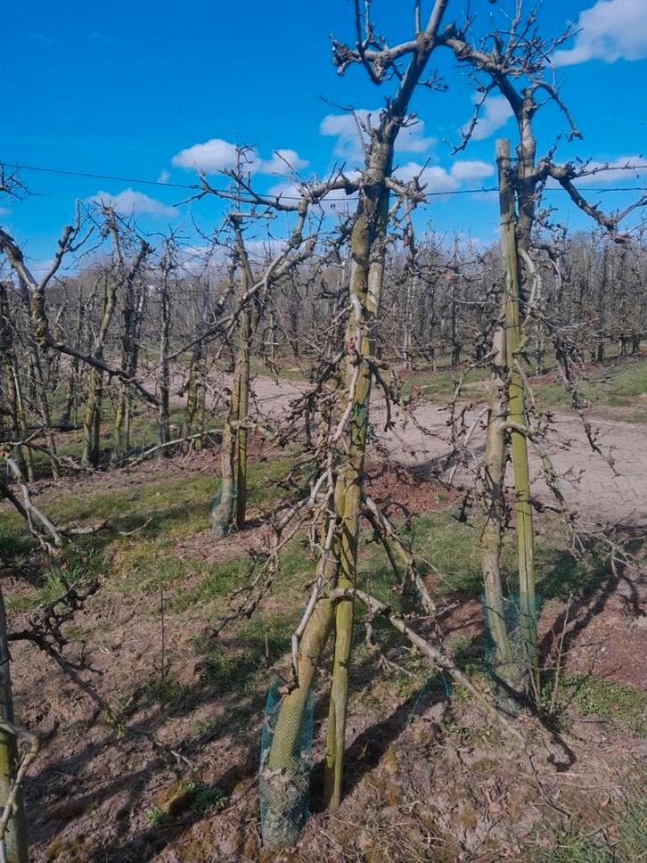 Oude elstar bomen, Tuin en Terras, Planten | Fruitbomen, 250 tot 400 cm, Lente, Ophalen