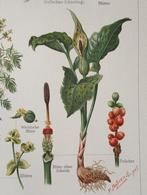 Botanische Litho Giftpflanzen I - 1894, Antiek en Kunst, Ophalen of Verzenden