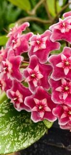 Hoya pubicalyx 'Silver Spot', Huis en Inrichting, Kamerplanten, In pot, Minder dan 100 cm, Bloeiende kamerplant, Halfschaduw