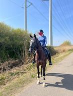 Bijrijder gezocht, Ophalen of Verzenden
