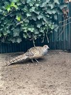 Fazanten te koop, Dieren en Toebehoren, Pluimvee, Meerdere dieren, Overige soorten