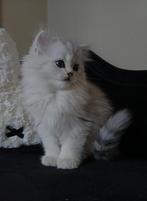 Kruising perzische langhaar kittens, Kater, Gechipt, 0 tot 2 jaar