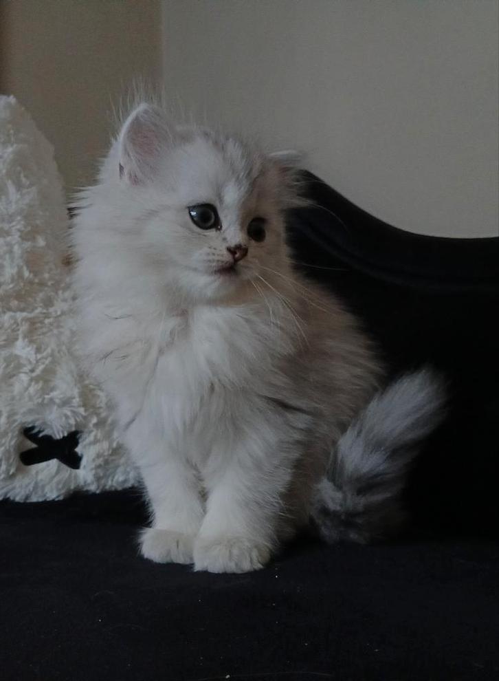 Kruising perzische langhaar kittens, Dieren en Toebehoren, Katten en Kittens | Raskatten | Langhaar, Kater, 0 tot 2 jaar, Gechipt