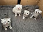 Britse korthaar kittens van de Whiskas reclame  silvertabby, Dieren en Toebehoren, Meerdere dieren, Gechipt, 0 tot 2 jaar