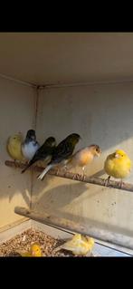 Kanarie, Meerdere dieren, Geringd