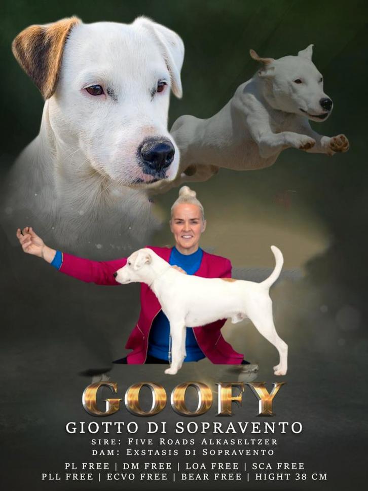 FCI dekreu Parson Russel Terrier, Dieren en Toebehoren, Honden | Dekreuen, Reu, Particulier, Eén hond, Buitenland, 3 tot 5 jaar