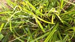 Siergras, Tuin en Terras, Planten | Tuinplanten, Ophalen of Verzenden, Zomer, Siergrassen, Volle zon