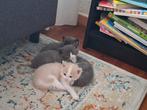 Kittens, Meerdere dieren