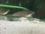 Silver butter catfish schilbe mystus schilbe intermedius, Vis, Zoetwatervis