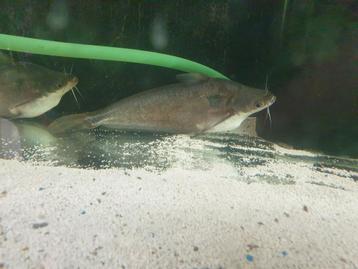 Silver butter catfish schilbe mystus schilbe intermedius  beschikbaar voor biedingen