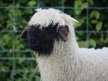 Walliser Schwarznase ramlam beschikbaar voor biedingen