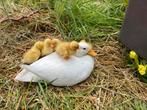 Kuikens van Hollandse kwaker, Dieren en Toebehoren, Pluimvee, Geslacht onbekend, Eend