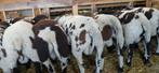 Te koop bonte dekrammen, Dieren en Toebehoren, Schapen, Geiten en Varkens, Mannelijk, Schaap, 0 tot 2 jaar