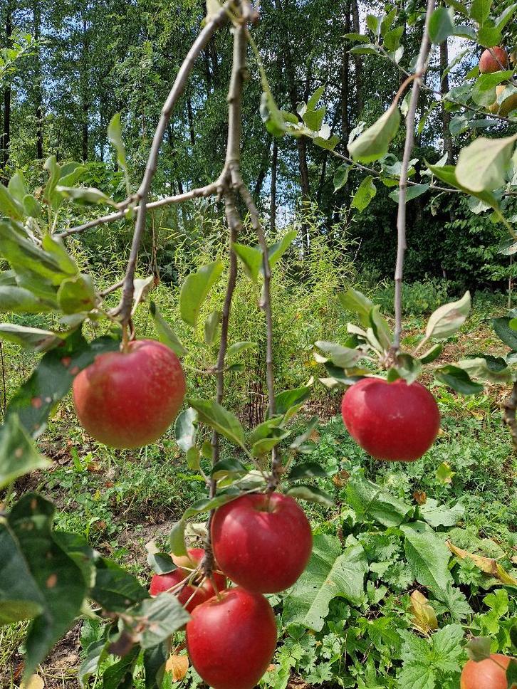 Appelbomen Laagstam en Halfstam fruitbomen, Tuin en Terras, Planten | Fruitbomen, Appelboom, 100 tot 250 cm, Volle zon, Lente