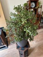 Grote Crassula Ovata (Jadeplant) in Pot, Ophalen, Vetplant, 100 tot 150 cm, Halfschaduw