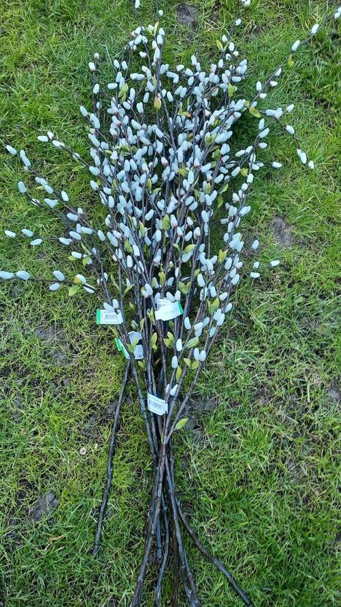 Salix (katjes) 11 stuks, Huis en Inrichting, Woonaccessoires | Droogbloemen, Nieuw, Ophalen of Verzenden