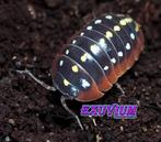 Armadillidium klugii Montenegro isopods / pissebedden, Dieren en Toebehoren, Overige soorten