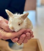 Minilop konijntjes te koop, Dieren en Toebehoren, Konijnen, Meerdere dieren, Dwerg, Hangoor