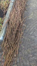 Gratis wilgentakken, Ophalen, Volle zon, Overige soorten