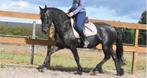 SUPERbrave, gereden Friese merrie, drachtig van Matthijs 504, Merrie, B, Gechipt, 3 tot 6 jaar