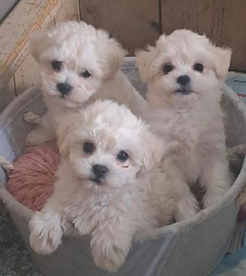 T.K  F1 mini  champange kleurige Maltipoo pups. beschikbaar voor biedingen
