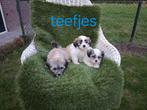 Te koop mooie speelse boomer pups, Dieren en Toebehoren, Honden | Chihuahua's en Gezelschapshonden, Overige rassen, CDV (hondenziekte)