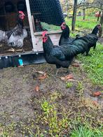 Australorp groot, Dieren en Toebehoren, Pluimvee, Mannelijk, Kip