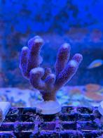 Stylopora Milka stekken, Overige typen