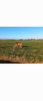 Bijrijder paard gezocht, Dieren en Toebehoren, Paarden en Pony's | Overige Paardenspullen, Ophalen, Dressuur