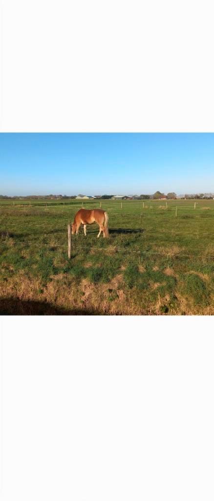 Bijrijder paard gezocht, Dieren en Toebehoren, Paarden en Pony's | Overige Paardenspullen, Dressuur, Ophalen