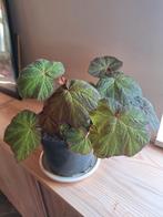 begonia, Huis en Inrichting, Kamerplanten, Ophalen, Overige soorten, Halfschaduw, In pot